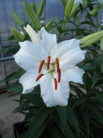 [1821 Sheila HLC TL No01.JPG]